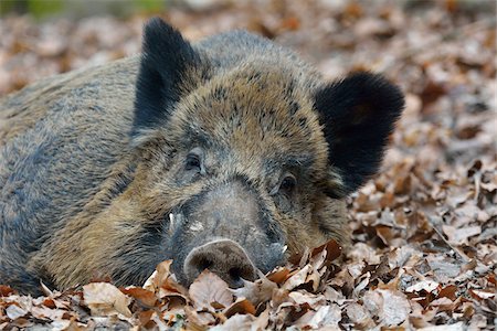 simsearch:700-07368505,k - Close-up of Wild Boar (Sus scrofa) in Spring, Hesse, Germany Stockbilder - Lizenzpflichtiges, Bildnummer: 700-07368530