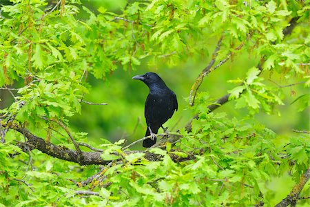 Carrion Crow (Corvus corone) on Branch in Spring, Germany Photographie de stock - Rights-Managed, Code: 700-07368531