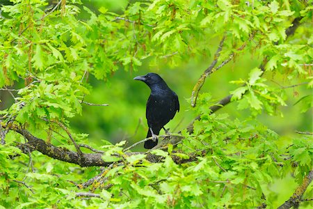 Carrion Crow (Corvus corone) on Branch in Spring, Germany Foto de stock - Con derechos protegidos, Código: 700-07368531