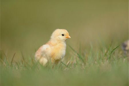 Close-up of Chick (Gallus gallus domesticus) in Meadow in Spring, Upper Palatinate, Bavaria, Germany Photographie de stock - Rights-Managed, Code: 700-07435034