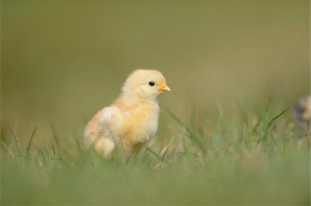 simsearch:700-08082841,k - Close-up of Chick (Gallus gallus domesticus) in Meadow in Spring, Upper Palatinate, Bavaria, Germany Photographie de stock - Rights-Managed, Code: 700-07435034