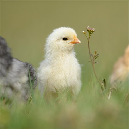 simsearch:700-08102795,k - Close-up of Chick (Gallus gallus domesticus) in Meadow in Spring, Upper Palatinate, Bavaria, Germany Fotografie stock - Rights-Managed, Codice: 700-07435035
