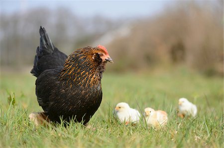 poulet - Close-up of Chicken (Gallus gallus domesticus) Hen with Chicks in Meadow in Spring, Upper Palatinate, Bavaria, Germany Stock Photo - Rights-Managed, Code: 700-07435037