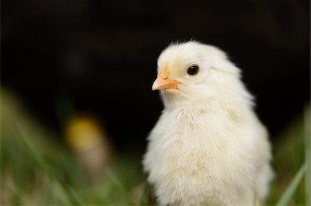 simsearch:6119-08740713,k - Close-up of Chick (Gallus gallus domesticus) in Meadow in Spring, Upper Palatinate, Bavaria, Germany Stock Photo - Rights-Managed, Code: 700-07435038