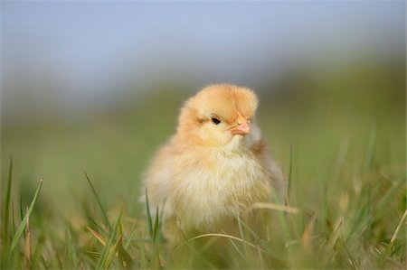 simsearch:700-08102797,k - Close-up of Chick (Gallus gallus domesticus) in Meadow in Spring, Upper Palatinate, Bavaria, Germany Photographie de stock - Rights-Managed, Code: 700-07435039