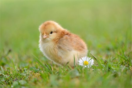 Close-up of Chick (Gallus gallus domesticus) in Meadow in Spring, Upper Palatinate, Bavaria, Germany Photographie de stock - Rights-Managed, Code: 700-07435044