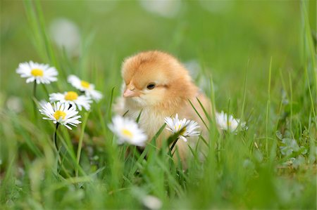 Close-up of Chick (Gallus gallus domesticus) in Meadow in Spring, Upper Palatinate, Bavaria, Germany Photographie de stock - Rights-Managed, Code: 700-07435045