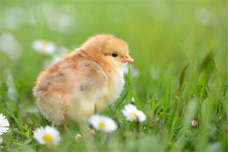 Close-up of Chick (Gallus gallus domesticus) in Meadow in Spring, Upper Palatinate, Bavaria, Germany Foto de stock - Con derechos protegidos, Código: 700-07435046