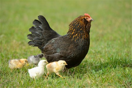 poulet (animal) - Close-up of Chicken (Gallus gallus domesticus) Hen with Chicks in Meadow in Spring, Upper Palatinate, Bavaria, Germany Photographie de stock - Rights-Managed, Code: 700-07435049