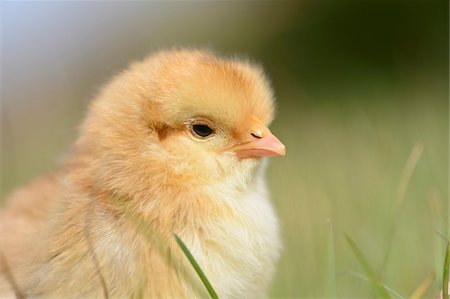 simsearch:700-08639257,k - Close-up of Chick (Gallus gallus domesticus) in Meadow in Spring, Upper Palatinate, Bavaria, Germany Stock Photo - Rights-Managed, Code: 700-07435040