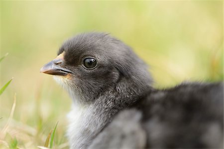 Close-up of Chick (Gallus gallus domesticus) in Meadow in Spring, Upper Palatinate, Bavaria, Germany Stockbilder - Lizenzpflichtiges, Bildnummer: 700-07435041