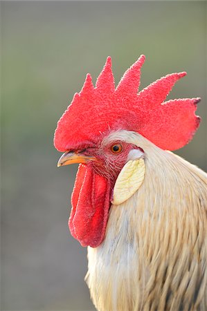 Close-up Portrait of Rooster in Spring, Bavaria, Germany Stockbilder - Lizenzpflichtiges, Bildnummer: 700-07431159