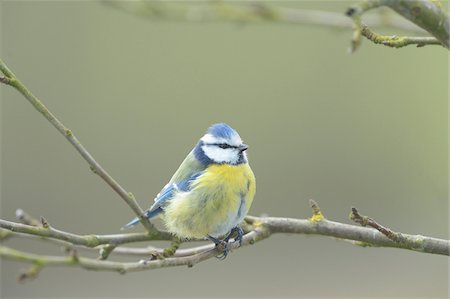 Close-up of Blue Tit (Cyanistes caeruleus) Sitting on Branch in Winter, Bavaria, Germany Photographie de stock - Rights-Managed, Code: 700-07431166