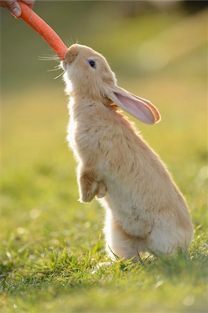 standing side profile - Close-up of seven week old Rabbit eating Carrot in Meadow in Spring, Bavaria, Germany Stock Photo - Rights-Managed, Code: 700-07431167