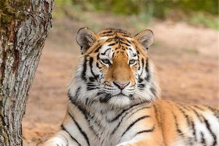 en peligro de extinción - Portrait of Siberian Tiger (Panthera tigris altaica), Bavaria, Germany Foto de stock - Con derechos protegidos, Código: 700-07431168