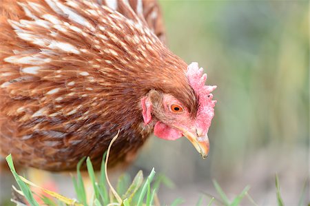 free range - Portrait of Chicken on Meadow in Spring, Bavaria, Germany Foto de stock - Con derechos protegidos, Código: 700-07431160
