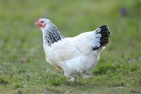 free range hens - Close-up of Chicken on Meadow in Spring, Bavaria, Germany Stock Photo - Rights-Managed, Code: 700-07431161