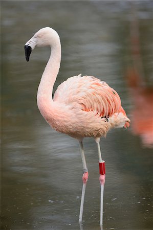 flamenco - Portrait of Greater Flamingo (Phoenicopterus roseus) in Zoo in Spring, Bavaria, Germany Foto de stock - Con derechos protegidos, Código: 700-07431163