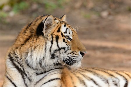 simsearch:700-06486550,k - Portrait of Siberian Tiger (Panthera tigris altaica), Bavaria, Germany Stock Photo - Rights-Managed, Code: 700-07431170