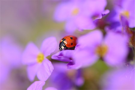purple flower - Close-up of Ladybird Beetle (Coccinella magnifica) on Lilacbush (Aubrieta deltoidea) Blossoms in Garden in Spring, Bavaria, Germany Foto de stock - Con derechos protegidos, Código: 700-07541194