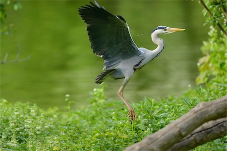 Landing Grey Heron (Ardea cinerea) in Spring, Bavaria, Germany Foto de stock - Con derechos protegidos, Código: 700-07541329