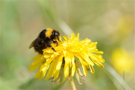 Close-up of Buff-tailed Bumblebee (Bombus terrestris) on Common Dandelion (Taraxacum officinale) Blossom in Meadow in Spring, Bavaria, Germany Stock Photo - Rights-Managed, Code: 700-07541330