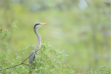 simsearch:700-08386100,k - Close-up of a Grey Heron (Ardea cinerea) on a tree in spring, Bavaria, Germany Foto de stock - Con derechos protegidos, Código: 700-07584657