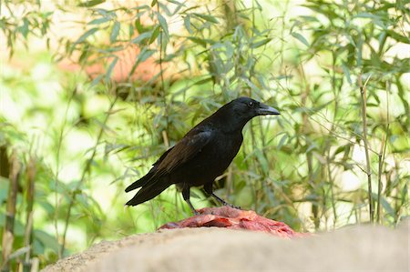 Close-up of a Carrion Crow (Corvus corone) feeding on meat in spring, Bavaria, Germany Foto de stock - Con derechos protegidos, Código: 700-07584675