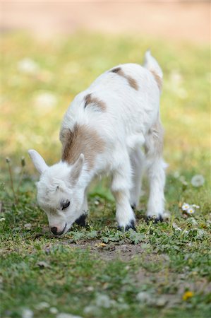 simsearch:700-07584668,k - Close-up of a domestic goat (Capra aegagrus hircus) kid, grazing in meadow in spring, Bavaria, Germany Stock Photo - Rights-Managed, Code: 700-07584677