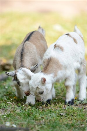 simsearch:700-06758319,k - Close-up of two domestic goats (Capra aegagrus hircus) kids, grazing in meadow in spring, Bavaria, Germany Photographie de stock - Rights-Managed, Code: 700-07584678