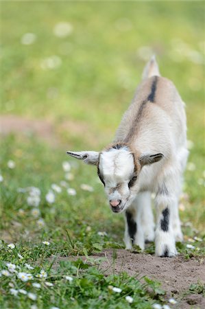 Close-up of a domestic goat (Capra aegagrus hircus) kid, grazing in meadow in spring, Bavaria, Germany Foto de stock - Con derechos protegidos, Código: 700-07584679