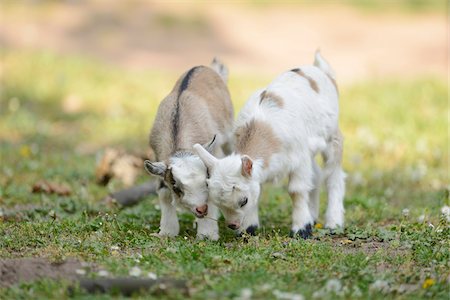 se pencher - Close-up of two domestic goat (Capra aegagrus hircus) kids, grazing in a meadow in spring, Bavaria, Germany Photographie de stock - Rights-Managed, Code: 700-07584687