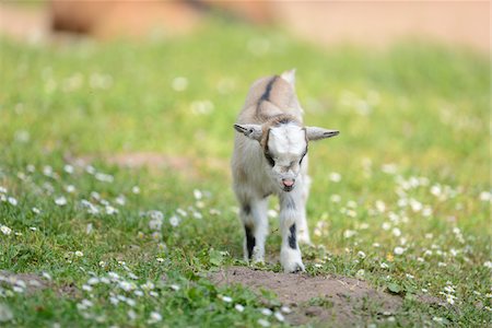 Close-up of a domestic goat (Capra aegagrus hircus) kid, grazing in meadow in spring, Bavaria, Germany Photographie de stock - Rights-Managed, Code: 700-07584688