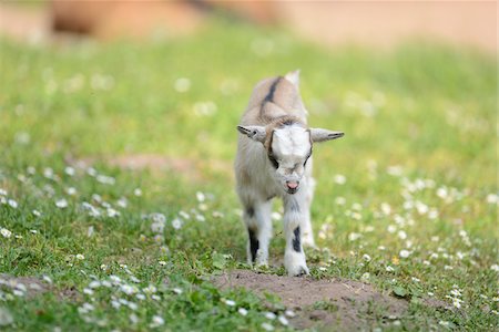 portrait of kids in a field - Close-up of a domestic goat (Capra aegagrus hircus) kid, grazing in meadow in spring, Bavaria, Germany Stock Photo - Rights-Managed, Code: 700-07584688