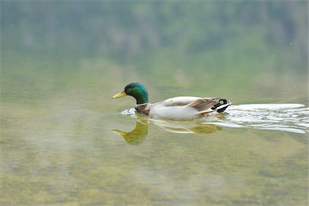 steiermark - Close-up of a Mallard or Wild Duck (Anas platyrhynchos) swimming in a lake in spring, Altaussee, Styria, Austria Foto de stock - Con derechos protegidos, Código: 700-07584682