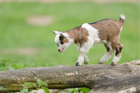 Close-up of domestic goat (Capra aegagrus hircus) kid, walking on an old tree trunk in spring, Bavaria, Germany Photographie de stock - Rights-Managed, Code: 700-07584692