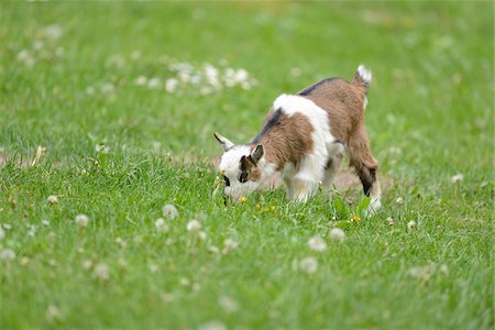 simsearch:700-07584668,k - Close-up of a domestic goat (Capra aegagrus hircus) kid, grazing in meadow in spring, Bavaria, Germany Foto de stock - Con derechos protegidos, Código: 700-07584693