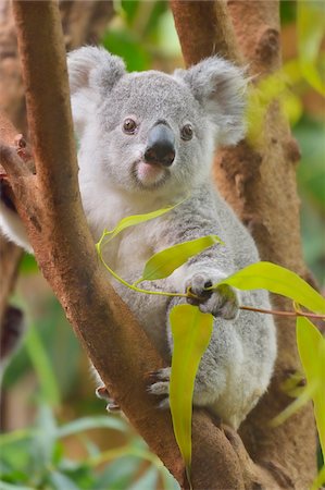 Portrait of young Koala (Phascolarctos cinereus) sitting in tree at zoo and looking at camera, Germany Photographie de stock - Rights-Managed, Code: 700-07599787