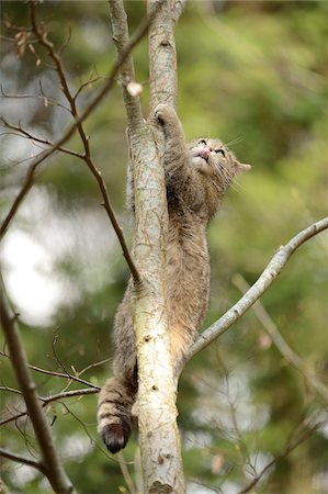 simsearch:700-07612807,k - Close-up of a European wildcat (Felis silvestris silvestris) in a forest in spring, Bavarian Forest National Park, Bavaria, Germany Photographie de stock - Rights-Managed, Code: 700-07599998