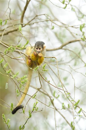 primate - Close-up of a common squirrel monkey (Saimiri sciureus) on a tree in spring, Bavaria, Germany Foto de stock - Con derechos protegidos, Código: 700-07612804