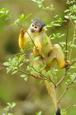 simsearch:700-07612797,k - Close-up of a common squirrel monkey (Saimiri sciureus) on a tree in spring, Bavaria, Germany Photographie de stock - Rights-Managed, Code: 700-07612805