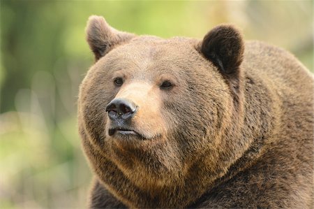 simsearch:700-06531903,k - Portrait of a Eurasian brown bear (Ursus arctos arctos) in a forest in spring, Bavarian Forest National Park, Bavaria, Germany Photographie de stock - Rights-Managed, Code: 700-07612808