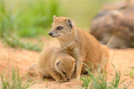 side portrait view - Close-up of a Yellow Mongoose (Cynictis penicillata) mother with her youngster sitting on the ground in spring, Bavaria, Germany Stock Photo - Rights-Managed, Code: 700-07612800