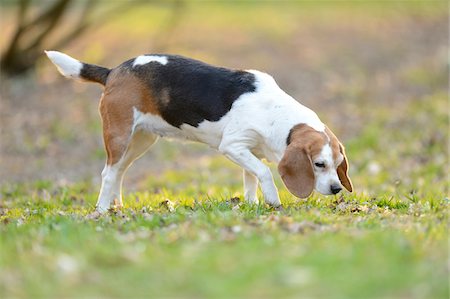 Close-up of Beagle Sniffing in Garden in Spring Stock Photo - Rights-Managed, Code: 700-07670706