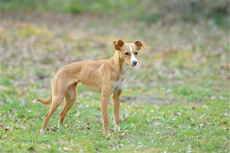 simsearch:700-06786746,k - Close-up of Mixed Breed Dog Standing in Garden in Spring Photographie de stock - Rights-Managed, Code: 700-07670716