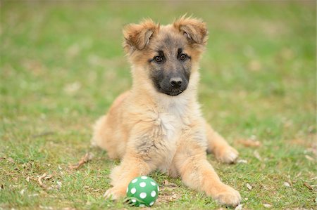 puppy and dog - Close-up of Mixed Breed Puppy with Ball in Garden in Spring Stock Photo - Rights-Managed, Code: 700-07670711