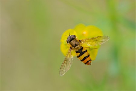 simsearch:700-07067519,k - Close-up of a marmalade hoverfly (Episyrphus balteatus) on a cypress spurge (Euphorbia cyparissias) blossom in a meadow in spring, Styria, Austria Photographie de stock - Rights-Managed, Code: 700-07672024