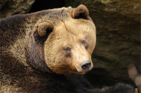 Close-up portrait of a European brown bear (Ursus arctos arctos) in spring, Bavarian Forest National Park, Bavaria, Germany Photographie de stock - Rights-Managed, Code: 700-07672027