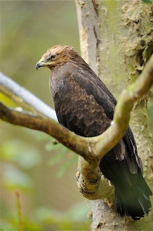 perche - Close-up portrait of a Lesser Spotted Eagle (Aquila pomarina) in a forest in spring, Bavarian Forest National Park, Germany Stock Photo - Rights-Managed, Code: 700-07672028