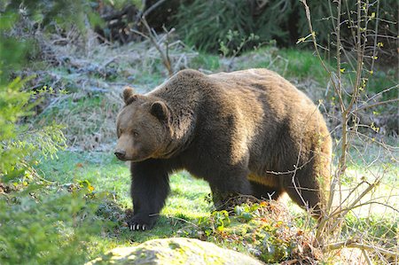 eurasian brown bear - Close-up of a European brown bear (Ursus arctos arctos) walking in a forest in spring, Bavarian Forest National Park, Bavaria, Germany Foto de stock - Con derechos protegidos, Código: 700-07672035